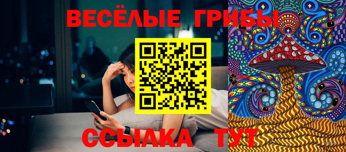 Галлюциногенные грибы Psilocybe Новоалтайск